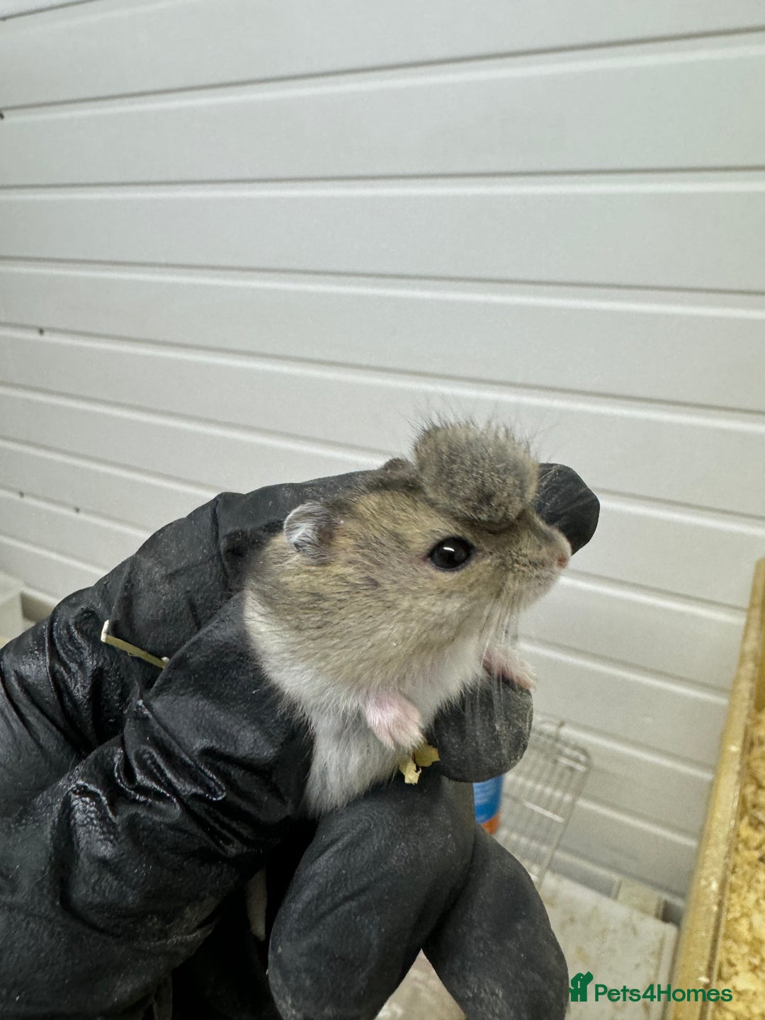 Sugar Glider rodents for sale: Baby gliders ready now  - Advert 6