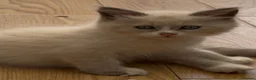 Siberian cats for sale: Adorable Siberian Neva Masquerades - Advert 6