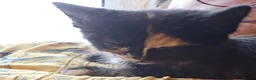 Mixed Breed cats for sale: KITTENS READY NOW - Advert 6