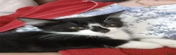 Mixed Breed cats for adoption: Kittens for sale, Jarrow in Jarrow - Advert 5
