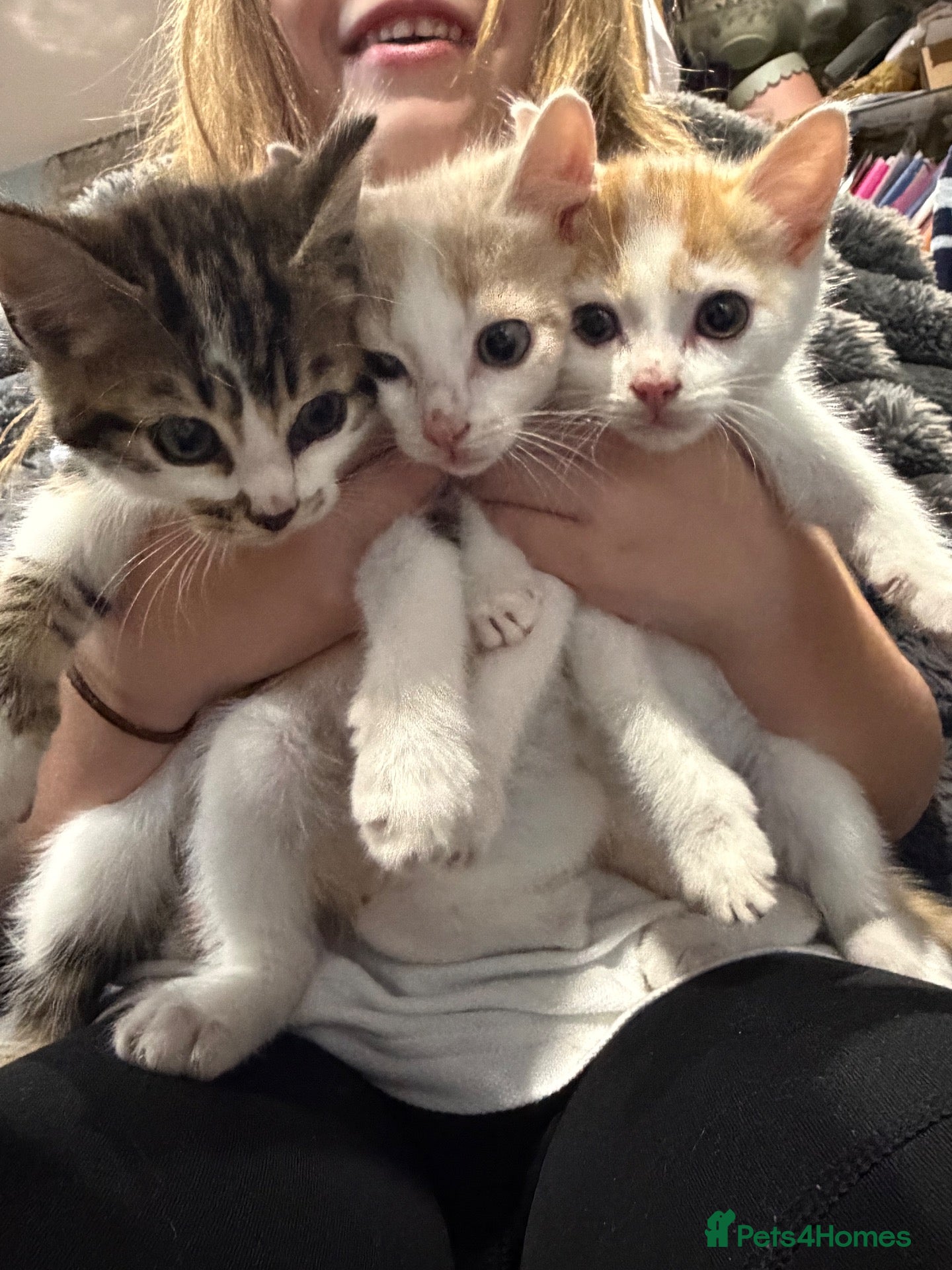 Mixed Breed cats 3 little kittens  - Advert 3