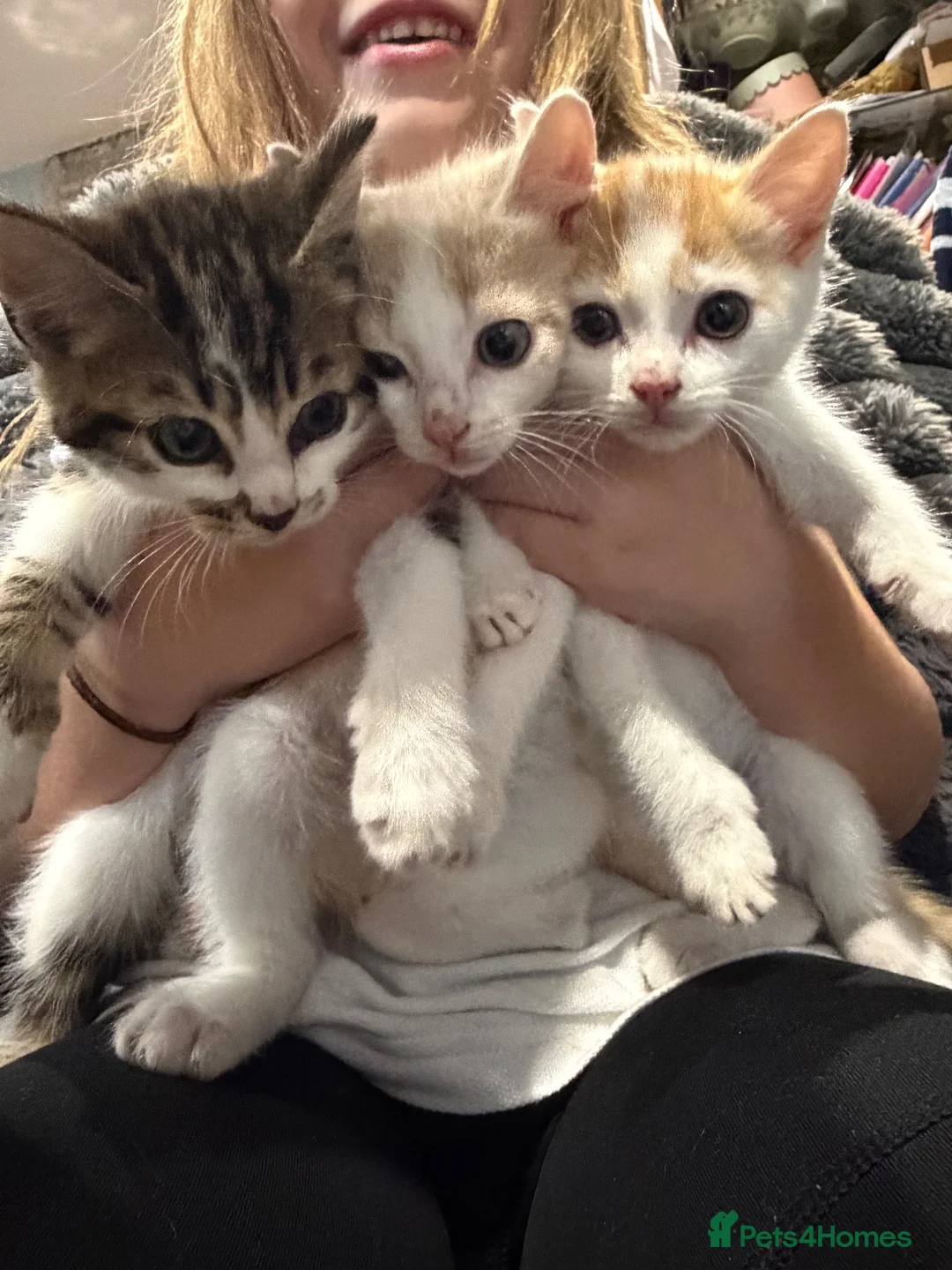 Mixed Breed cats for sale: 3 little kittens  - Advert 1