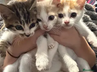 Mixed Breed cats 3 little kittens - Advert 3