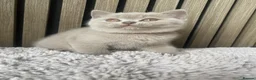 British Shorthair cats for sale: ✨Stunning Lilac  British Shorthair GCCF ✨ - Advert 17