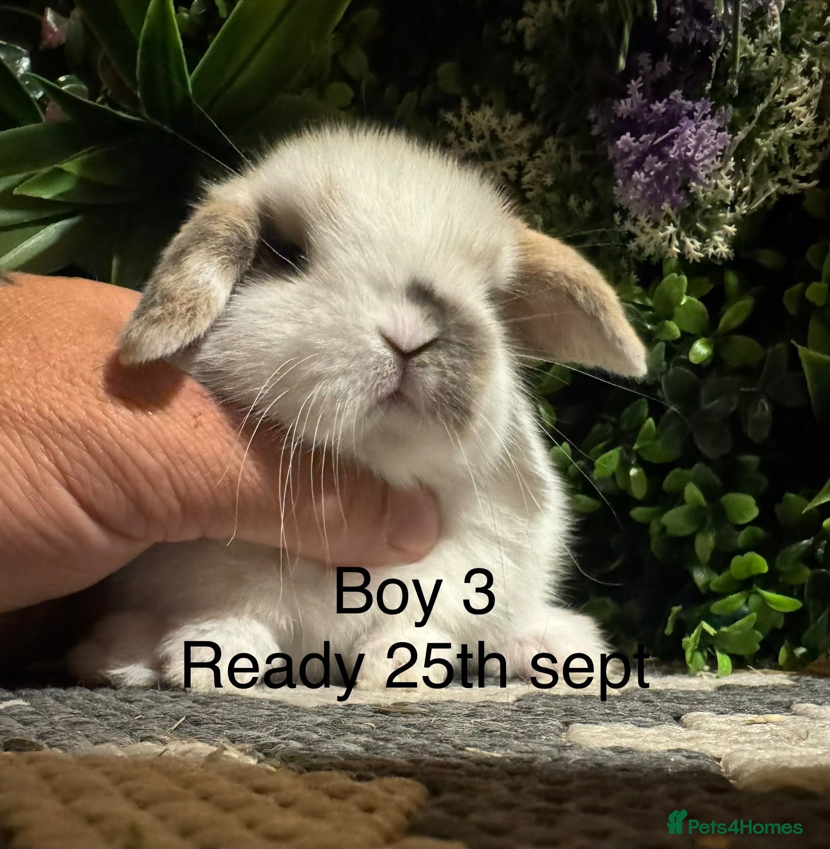 Mini Lop rabbits Pure bred mini lops ready to preorder  - Advert 2