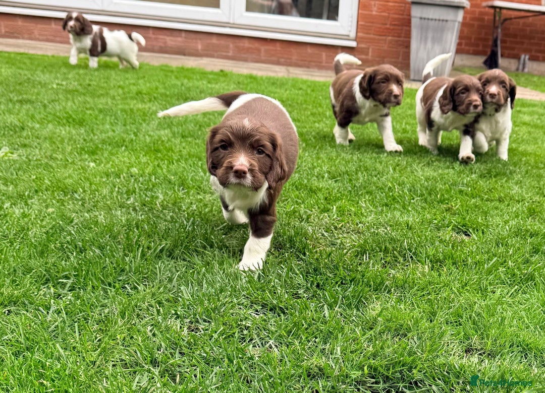 English Springer Spaniel dogs for sale: ENGLISH SPRINGER SPANIEL - Image 20