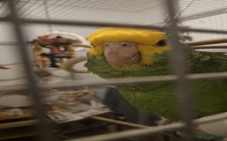 Parrots birds for sale: Talking Handreared Double-yellow-headed Amazon  - Image 9