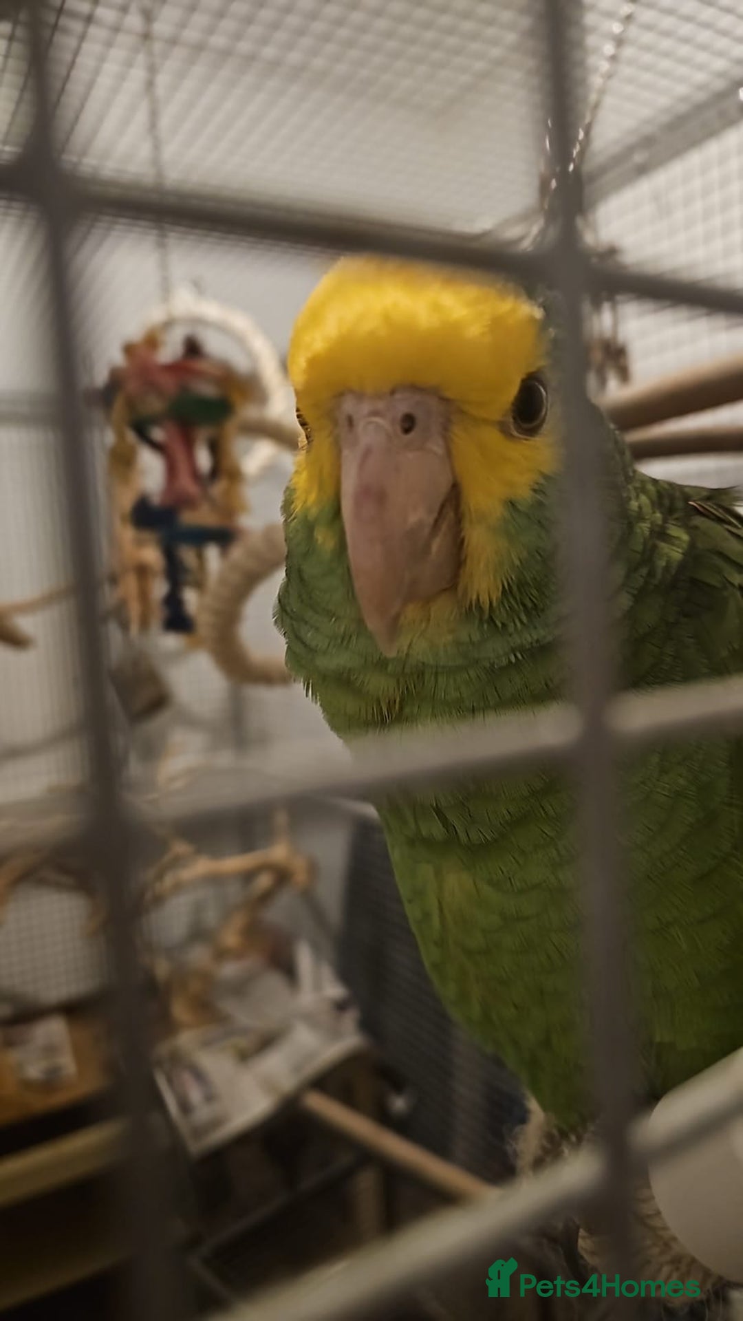 Parrots birds for sale: Talking Handreared Double-yellow-headed Amazon  - Image 9