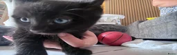 Mixed Breed cats for sale: Cute kittens in Doncaster - Advert 4