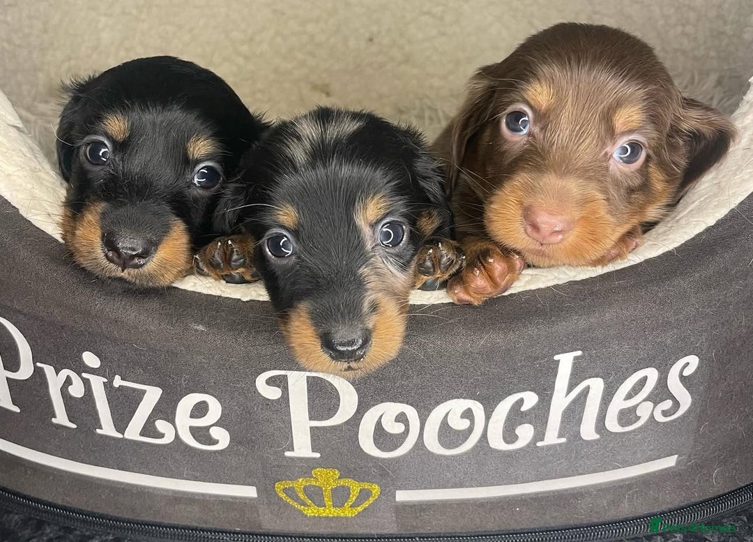 Miniature Dachshund dogs for stud: ✨BEETLEJUICE✨ MINI LONG HAIRED ✨KC - Image 6