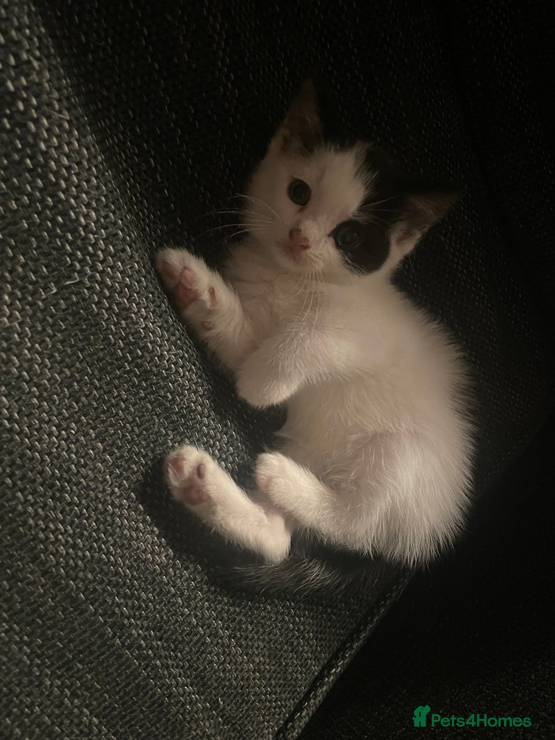 British Shorthair cats for sale: 2 male kittens remaining  - Image 24