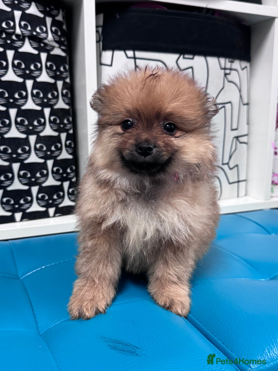 Pomeranian dogs for sale: FLUFFY POMERANIAN FOR SALE 🥰 - Advert 7
