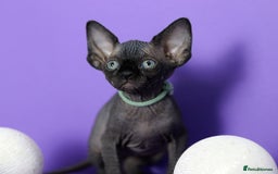 Sphynx cats for sale: Sphynx Black Solid Girls  - Advert 7