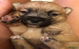 Pomchi dogs for sale: Meet dollys Beautiful pomchi puppies  - Image 1