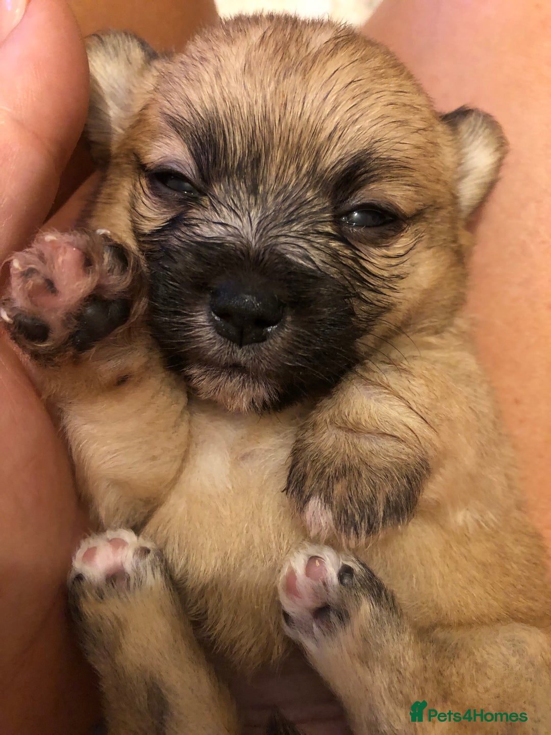Pomchi dogs for sale: Meet dollys Beautiful pomchi puppies  - Image 1