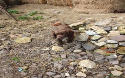 Cocker Spaniel dogs for sale: Chocolate cocker spaniels - Image 2