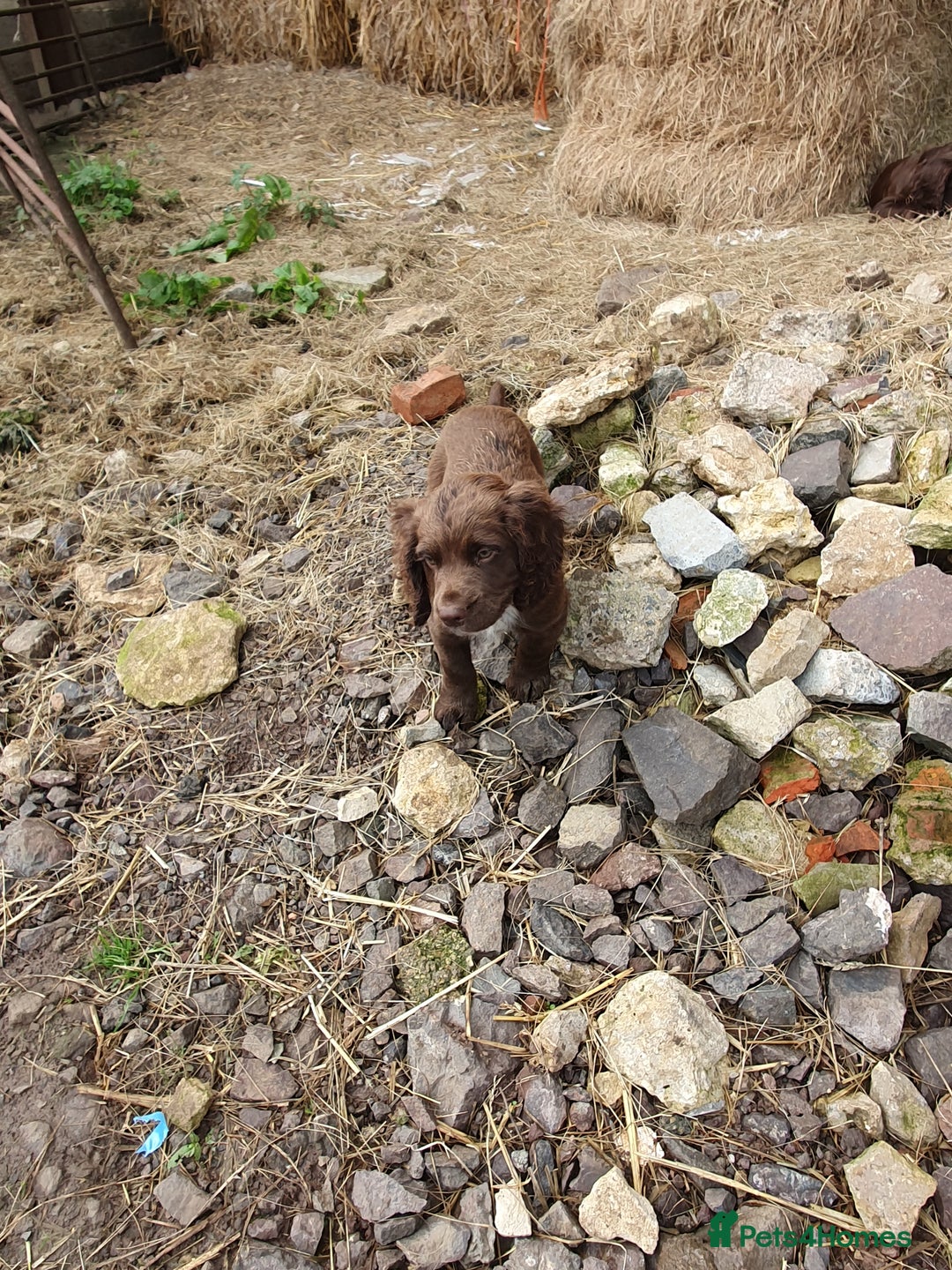 Cocker Spaniel dogs for sale: Chocolate cocker spaniels - Image 2