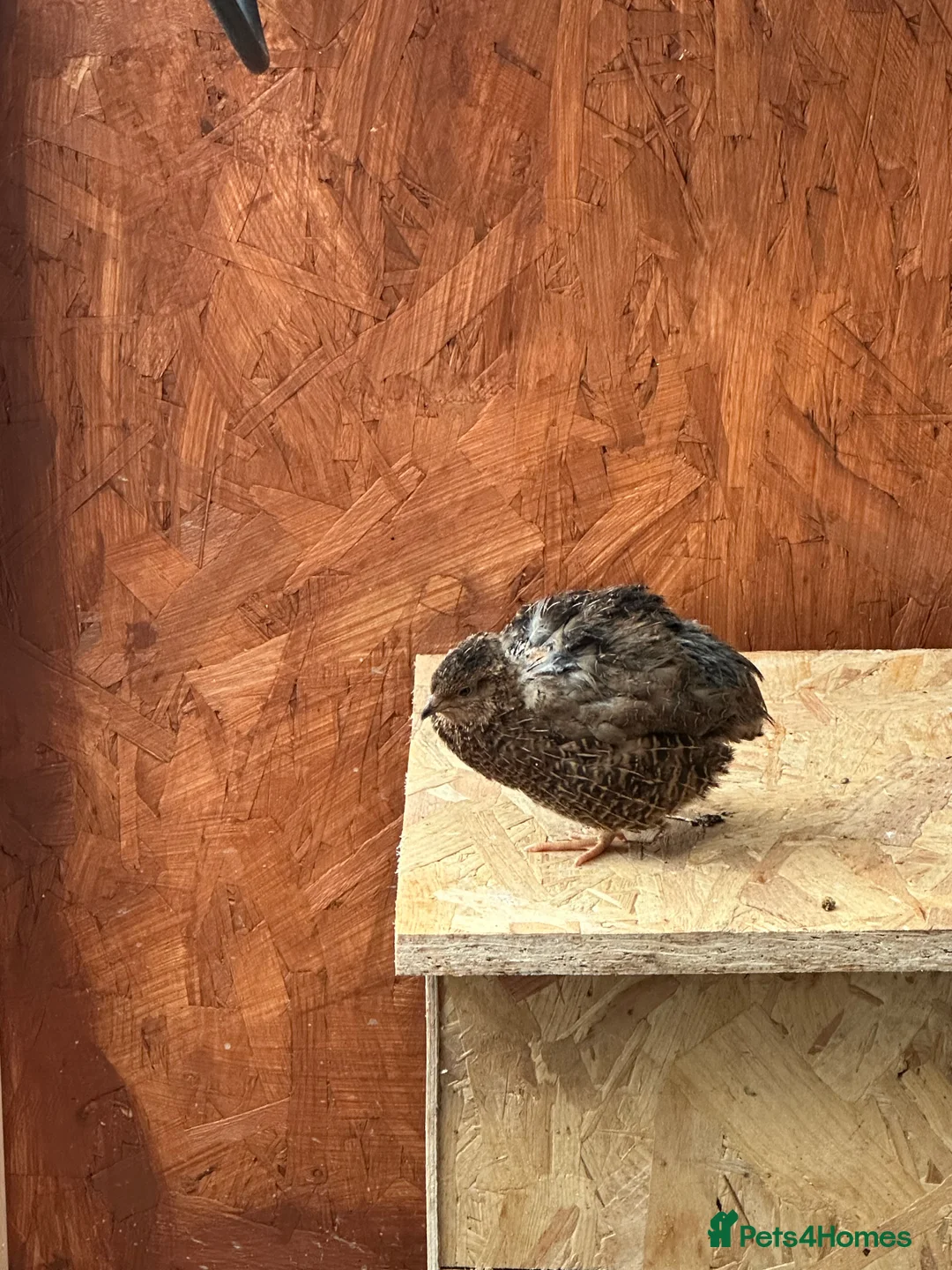 Quail poultry for sale: Quail x 4 - Advert 1