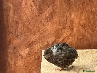 Quail poultry Quail x 4 - Advert 1
