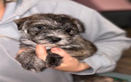 Mixed Breed dogs for sale:  Adorable Cairnoodle Cross Puppies, ready soon!  - Image 3