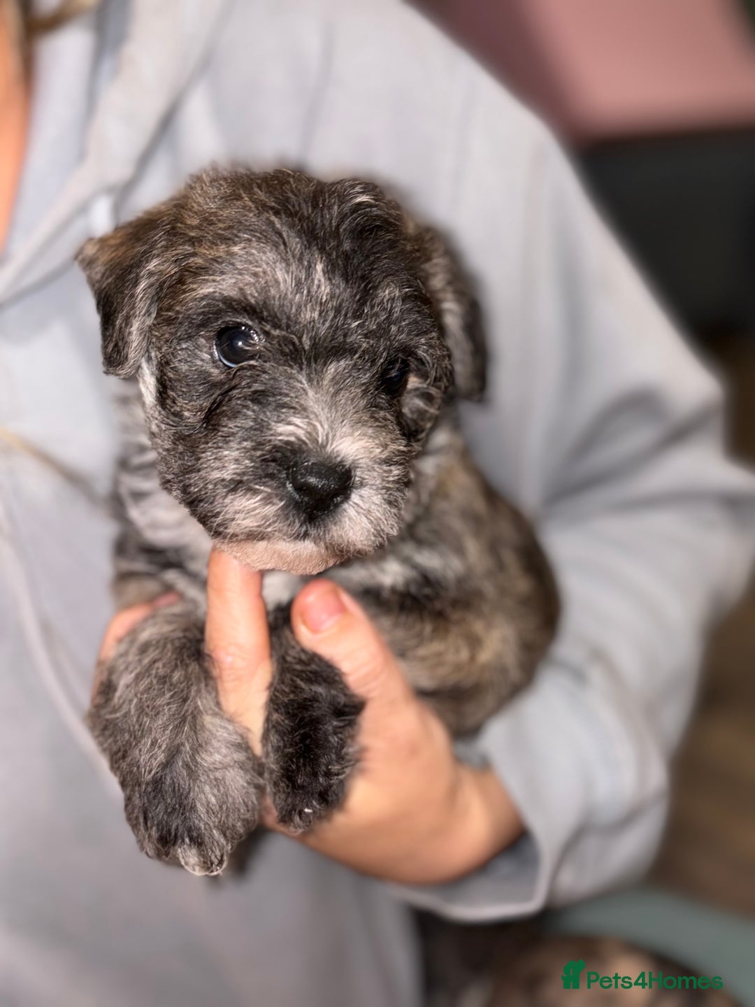 Mixed Breed dogs for sale:  Adorable Cairnoodle Cross Puppies, ready soon!  - Image 3