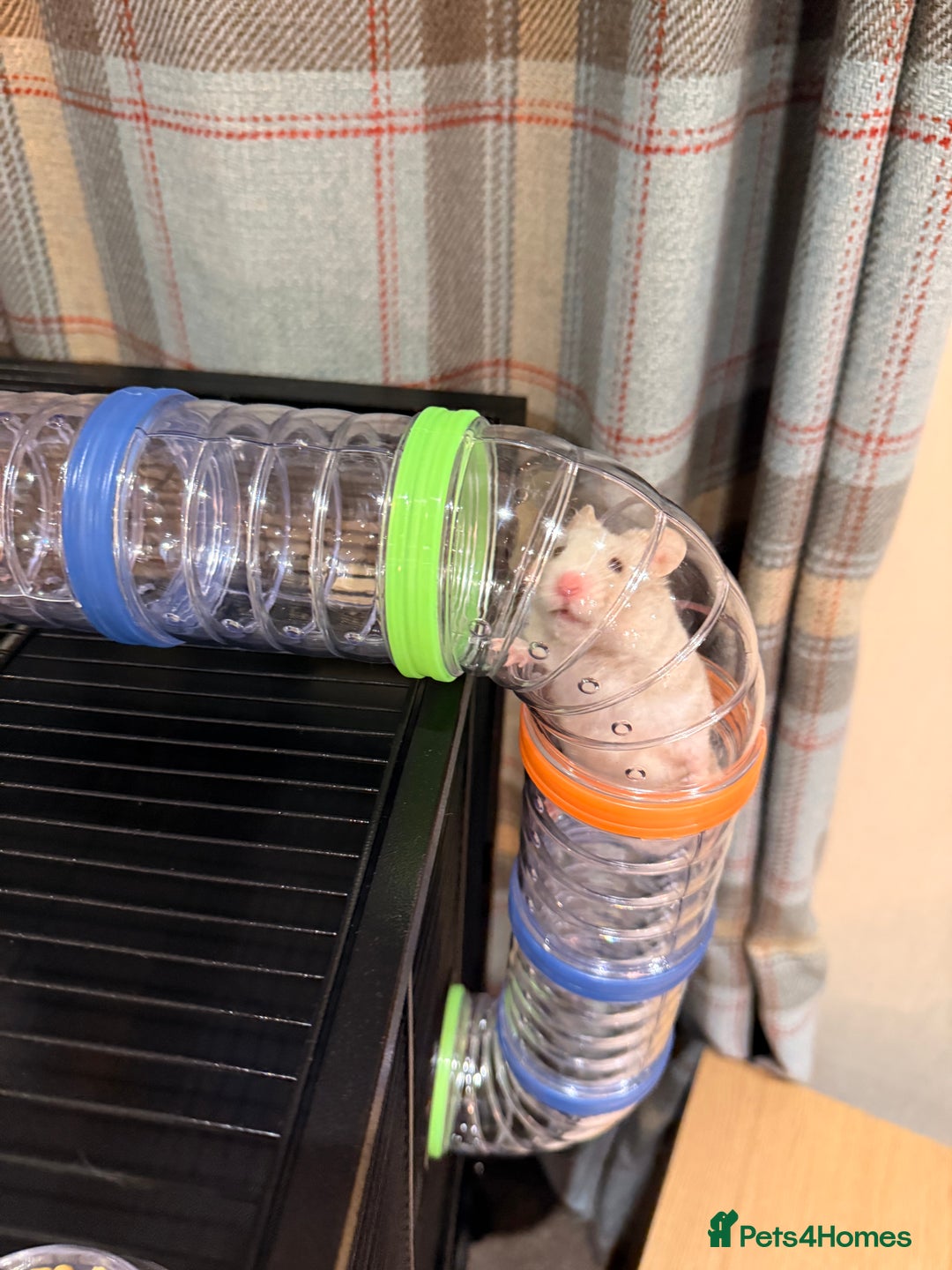 Hamster rodents for sale: Beige and white hamster including cage - Advert 13