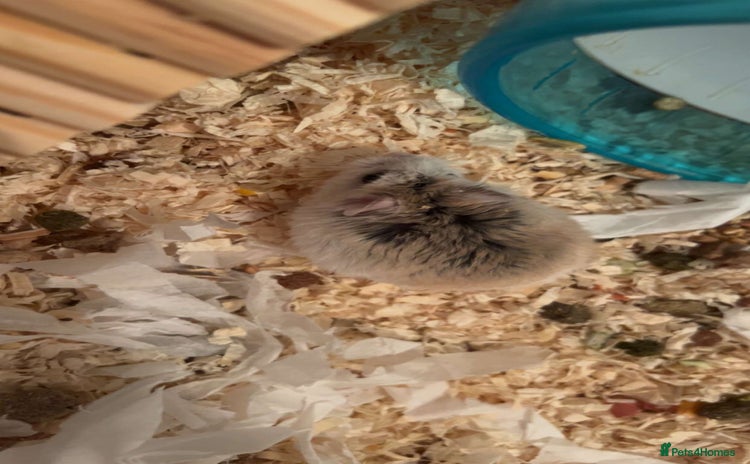 Hamster rodents - Advert 8