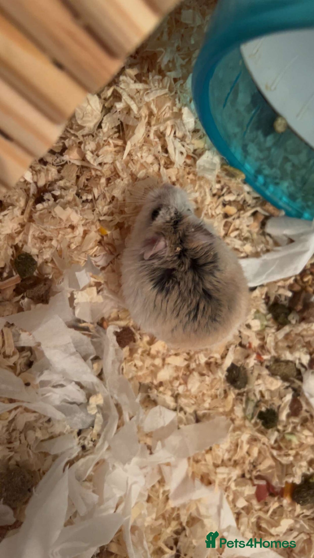 Hamster rodents for sale: Robo Hamster - Image 1