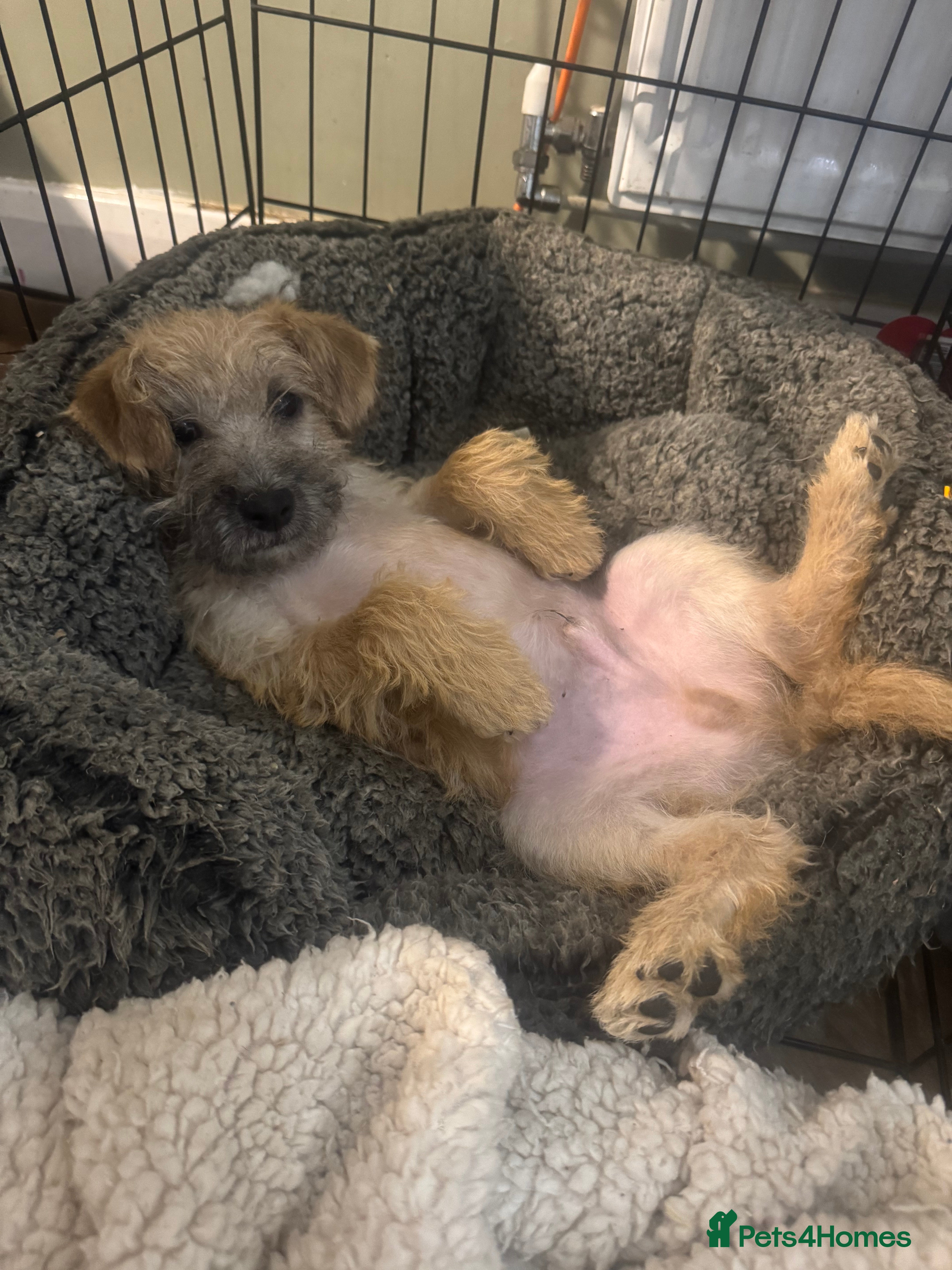 Mixed Breed dogs Norfolk terrier x border terrier  - Advert 1
