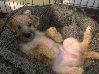 Mixed Breed dogs Norfolk terrier x border terrier - Advert 6