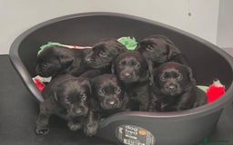 Labrador Retriever dogs for sale: Quality bred dual purpose Labrador pups  in Haltwhistle - Image 1