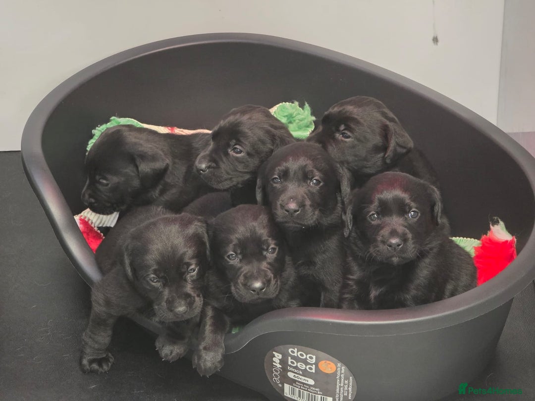 Labrador Retriever dogs for sale: Quality bred dual purpose Labrador pups  in Haltwhistle - Image 1