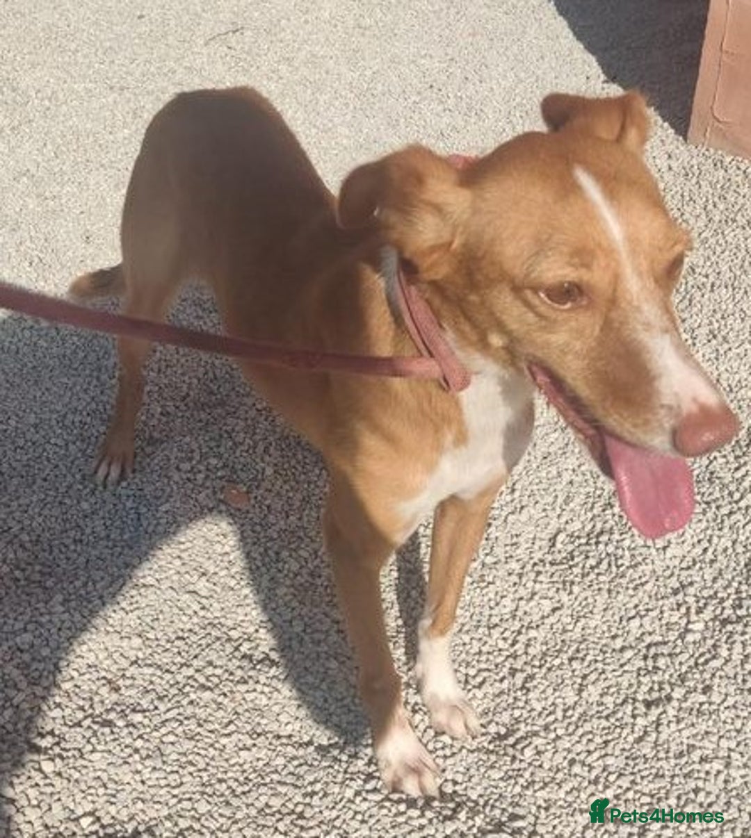 Mixed Breed dogs for adoption: Friendly, cute Little Mouse in Salisbury - Image 2