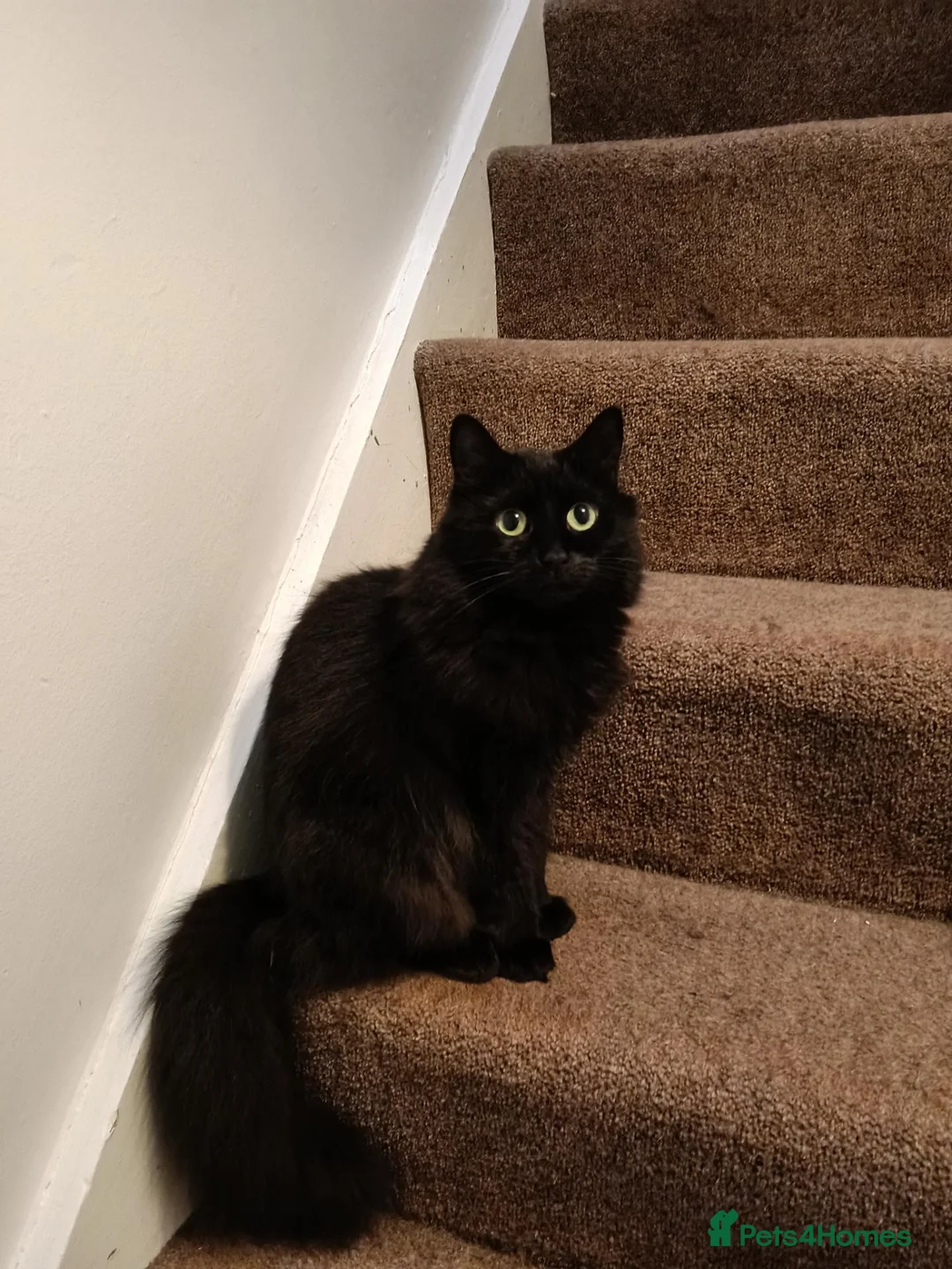 Mixed Breed cats for sale: Chips to go in Farnham - Advert 5