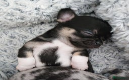 Mixed Breed dogs for sale: Chihuahua with a bit of French Bulldog puppies - Advert 17