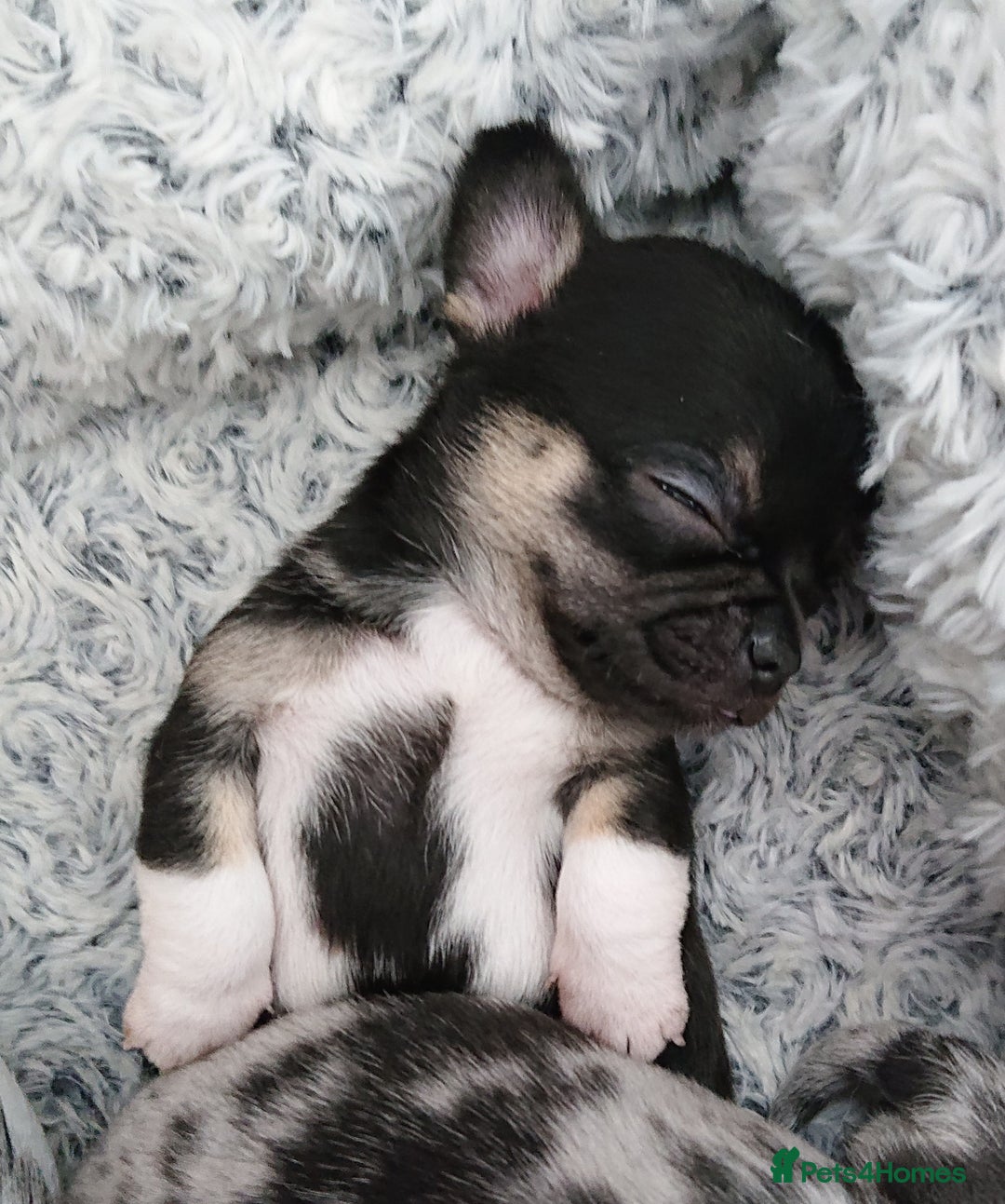 Mixed Breed dogs for sale: Chihuahua with a bit of French Bulldog puppies - Advert 17