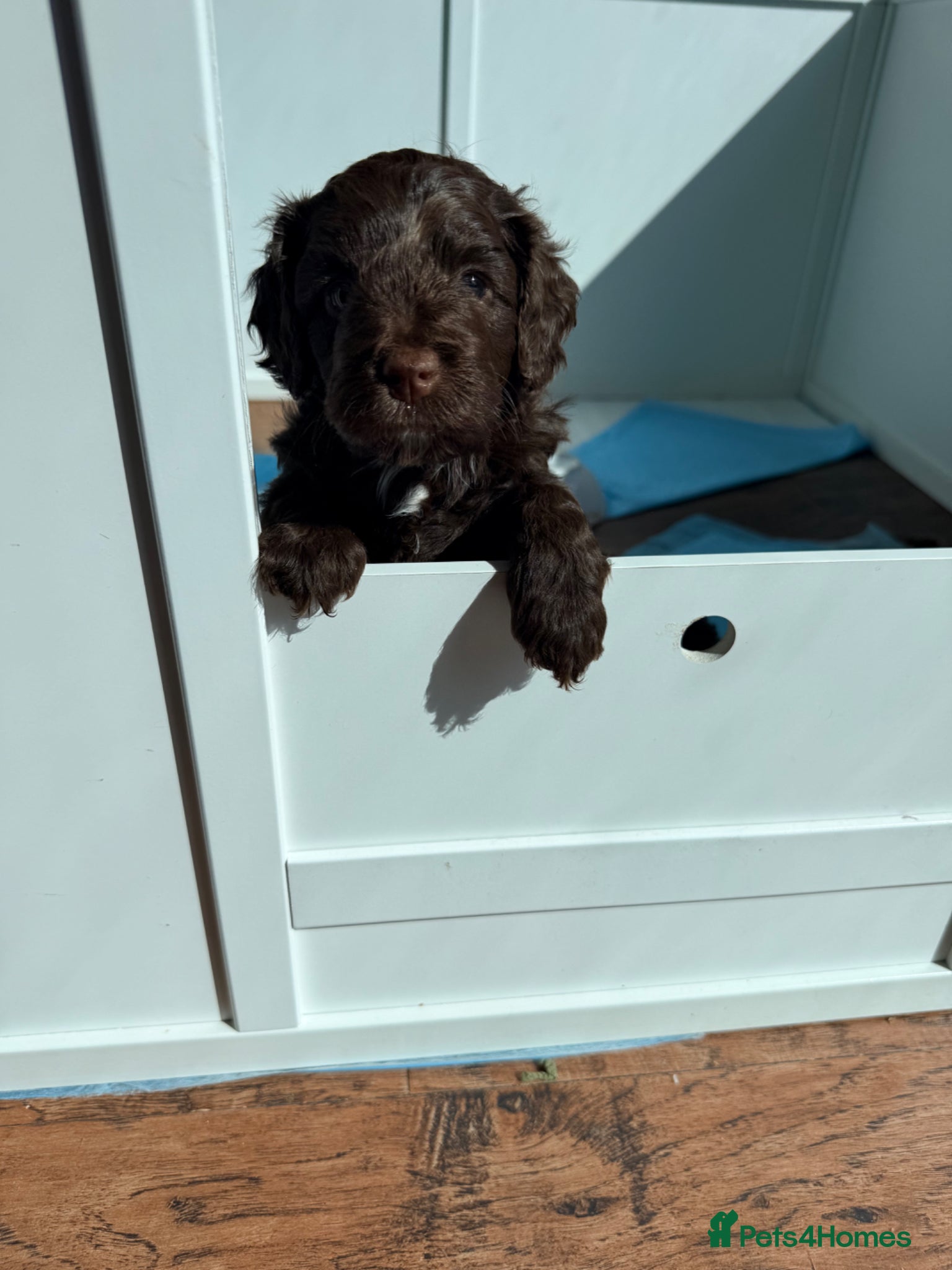 Mixed Breed dogs Chocolate Brown Cavapoo/Cockapoo pups - Advert 2