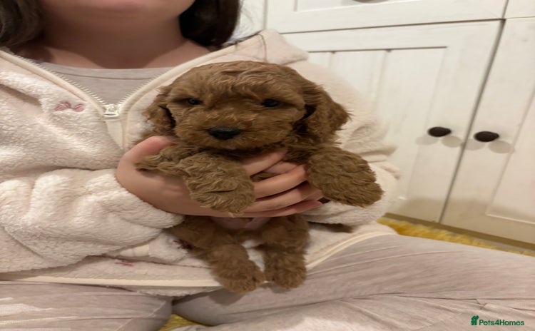 Cavapoo dogs - Advert 6