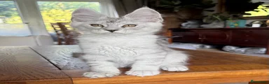 Maine Coon 2