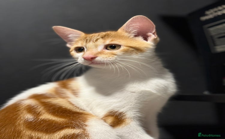 Domestic Shorthair cats - Advert 3