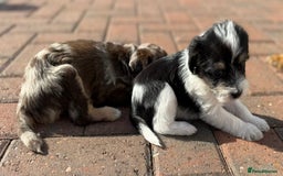 Jackapoo dogs for sale: Adorable Jackapoo puppies - Image 7