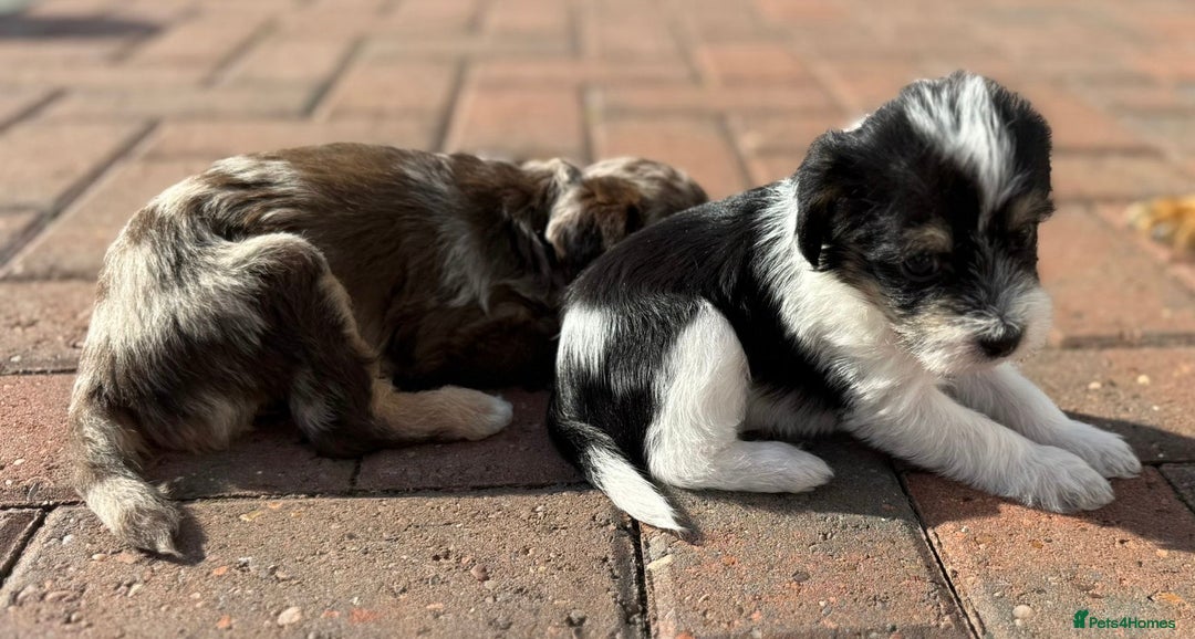 Jackapoo dogs for sale: Adorable Jackapoo puppies - Image 7