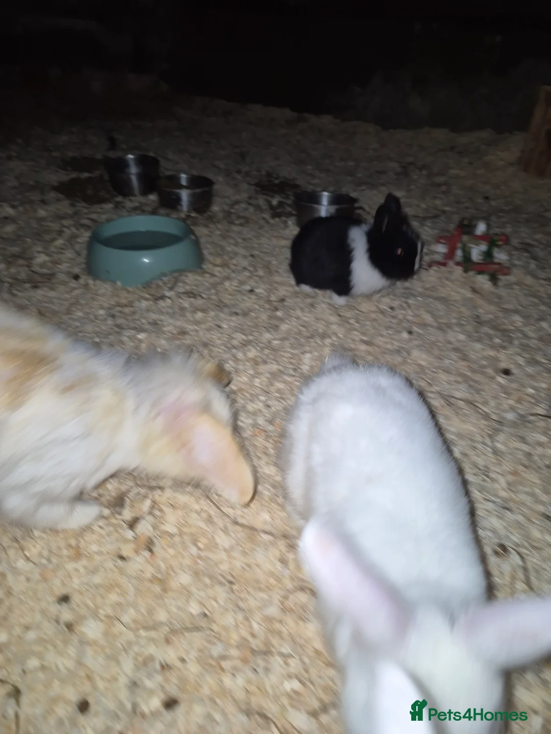 Mixed Breed rabbits for sale: Baby rabbits for sale - Advert 3