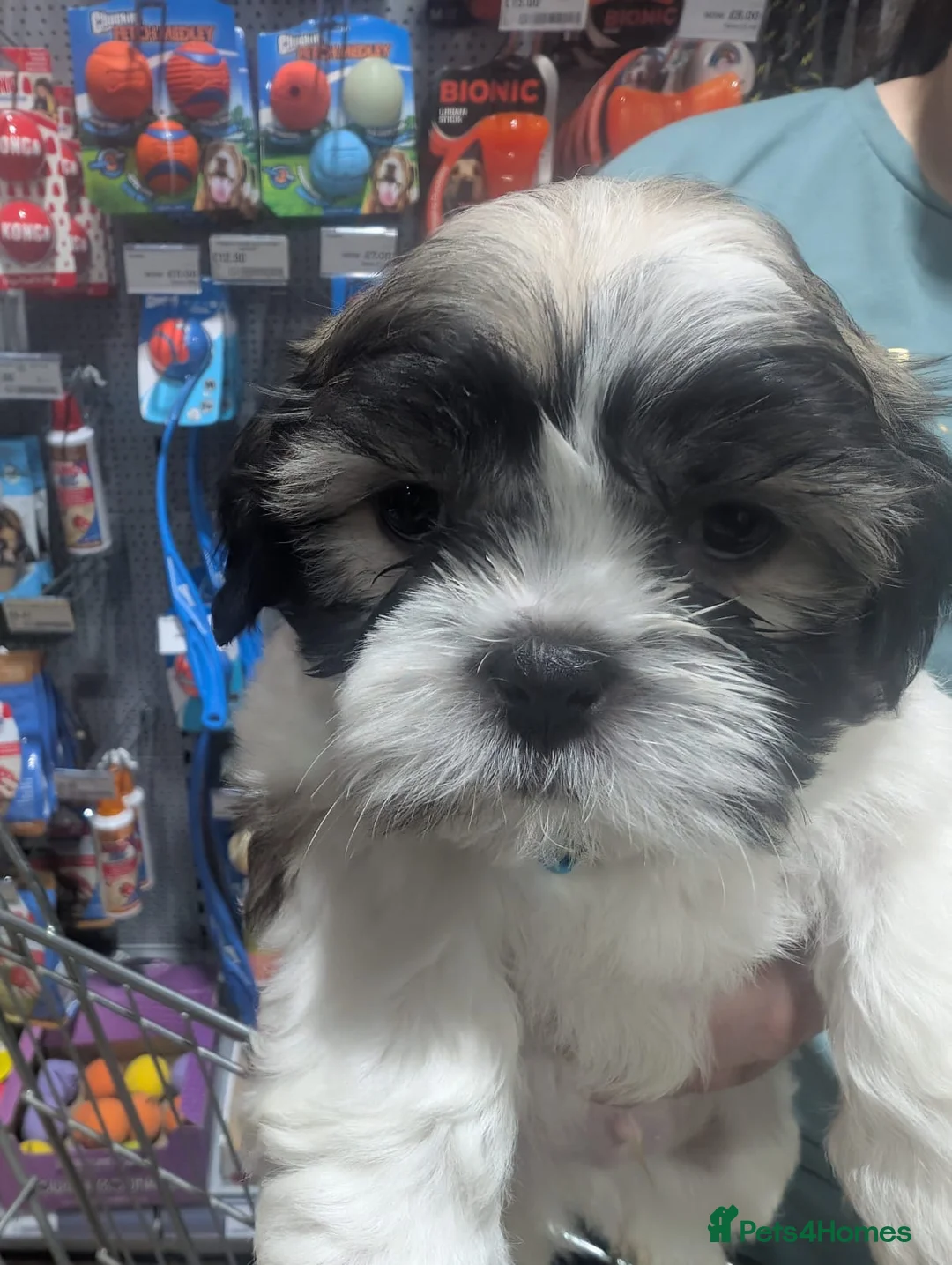 Shih Tzu dogs for stud: Shih tzu (for stud not forsale - Advert 2