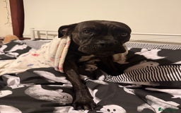 Mixed Breed dogs for sale: Cane Corso x Boxer - Image 5