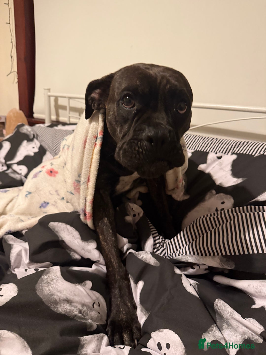 Mixed Breed dogs for sale: Cane Corso x Boxer - Image 5