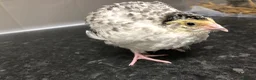 Mixed Breed birds for sale: 5 quail chicks  in Manchester - Advert 19