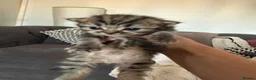 Mixed Breed cats for sale: Kittens for sale  - Advert 7