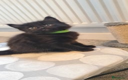 Mixed Breed cats for sale: Beautiful fluffy kittens available to reserve!  - Image 1