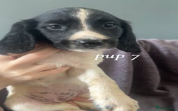 Sprocker dogs for sale: Sprocker spaniels  - Image 6